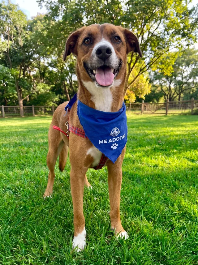 Rex, cão marrom e branco com bandana azul