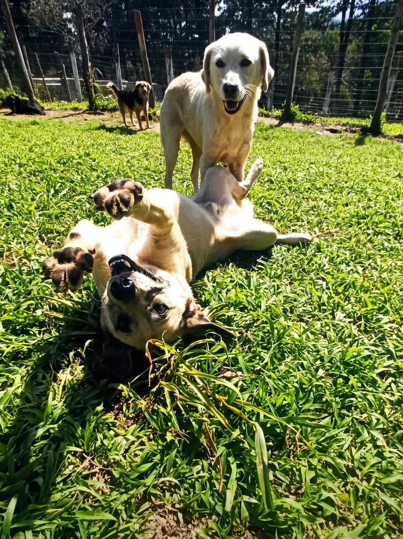 Cães brincando na grama da fazenda