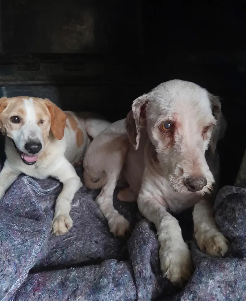 Dois cães descansando sobre cobertas