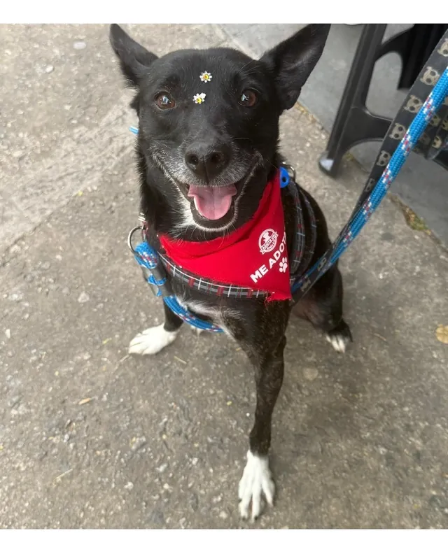Cleo, cadela preta com bandana vermelha