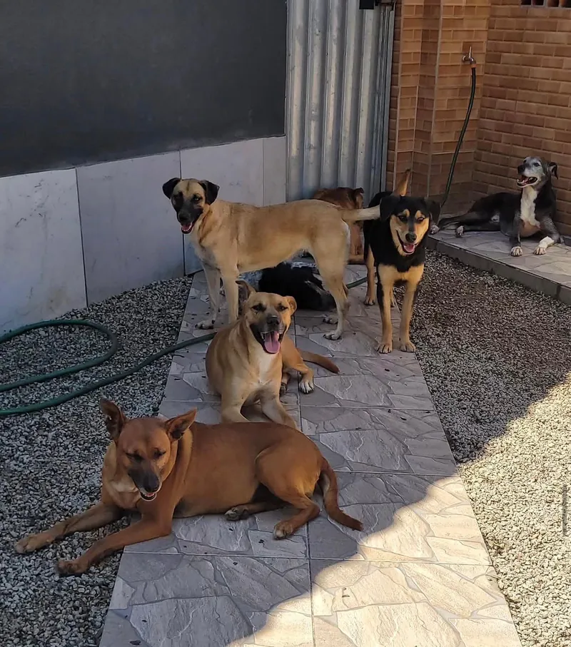 Grupo de cães no quintal do lar temporário